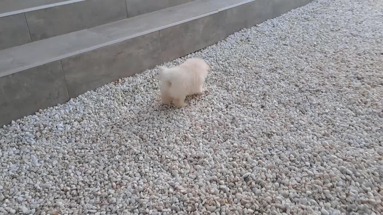 Pomerania perros en venta: Cachorrita Lulu de Pomerania Toy  - Video 1