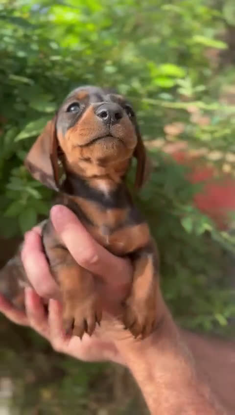 Teckel Miniatura perros en venta: teckel miniatura  - Video 1