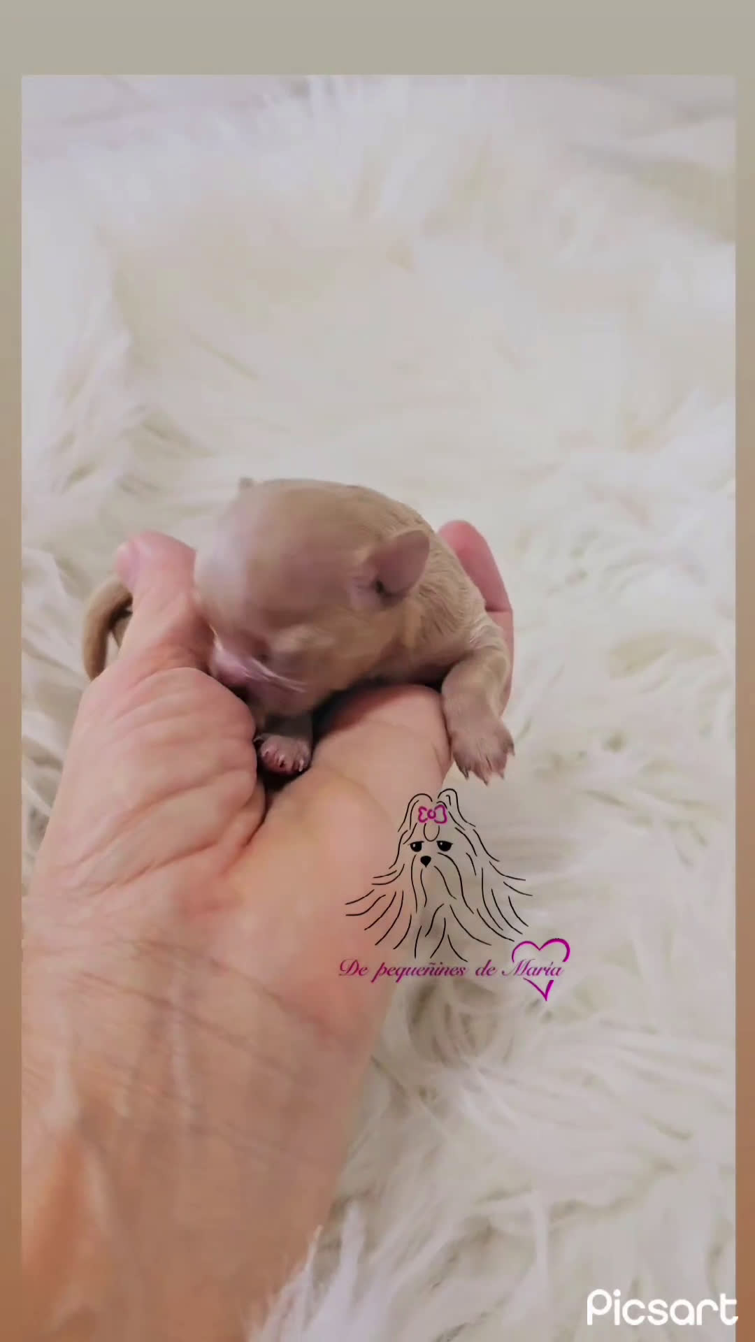 Maltipoo perros en venta: MALTIPOO ASIÁTICO MINIATURA  - Video 1