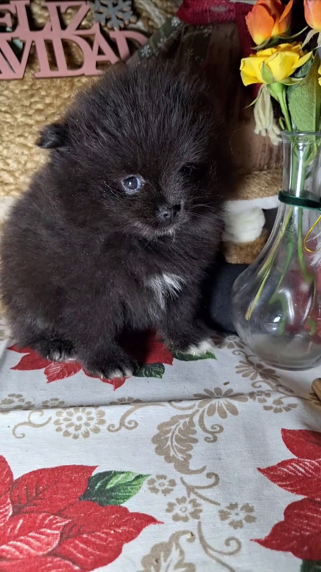 Pomerania perros en venta: POMERANIA  - Video 3