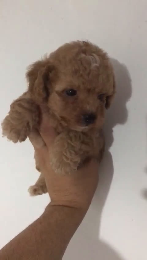 Maltipoo perros en venta: Maltipoo rojos y apricot  - Video 2