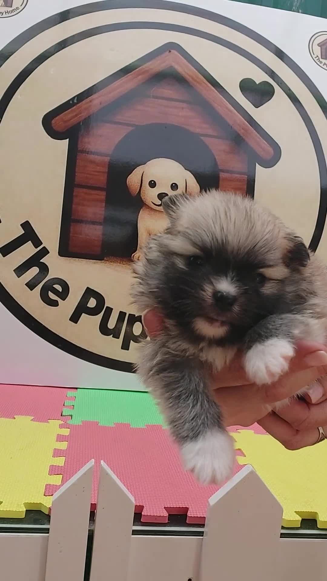 Pomerania perros en venta: Pomeranias - Video 1