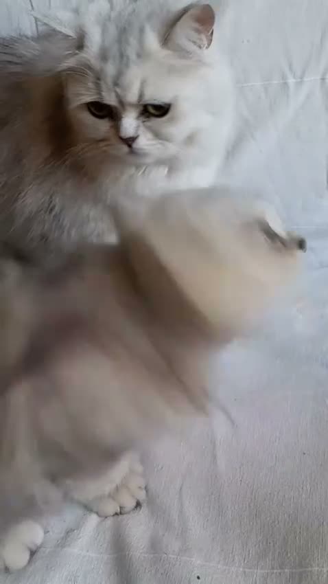 Persa gatos en venta: Persa chinchilla  - Video 3