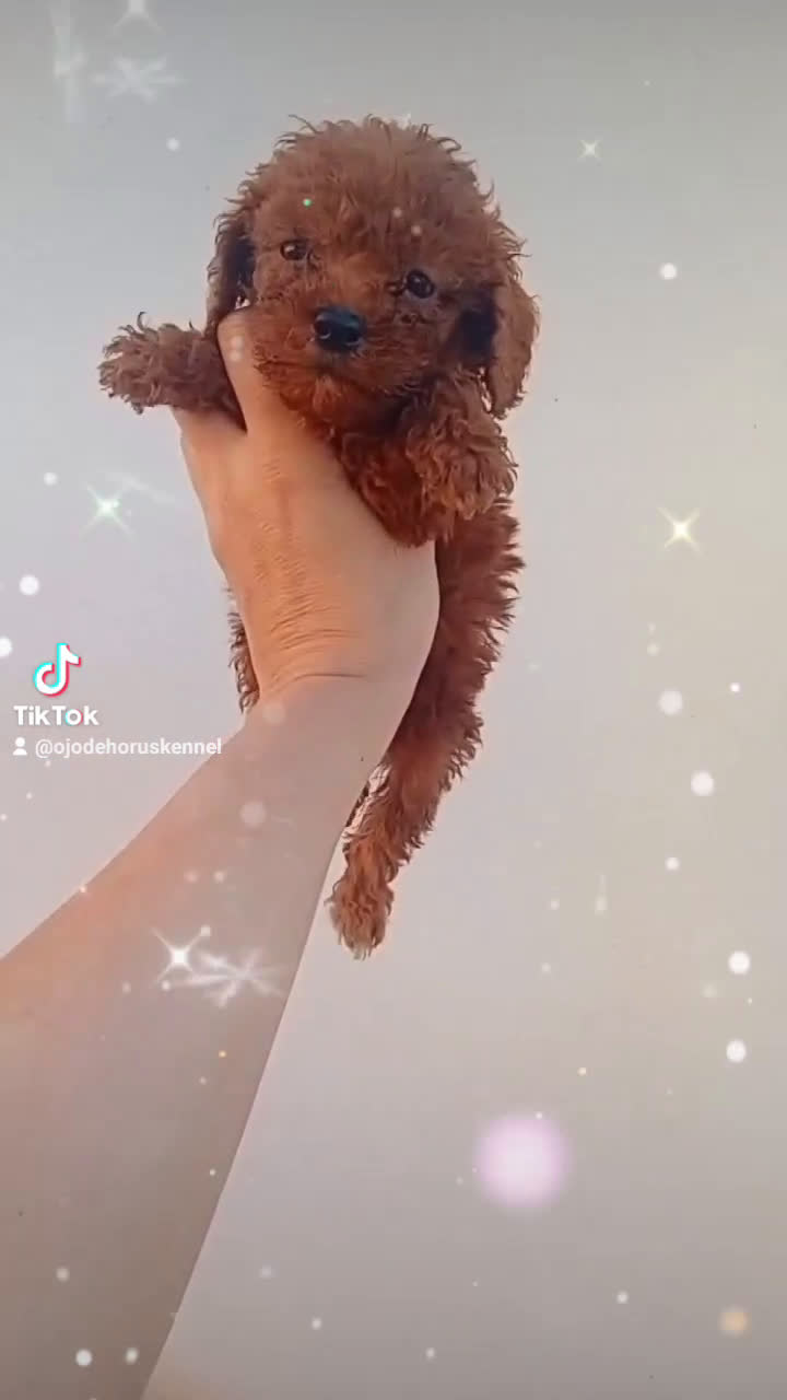 Caniche Toy perros en venta: CANICHES TOY ROJOS 50% ASIÁTICOS - Video 1