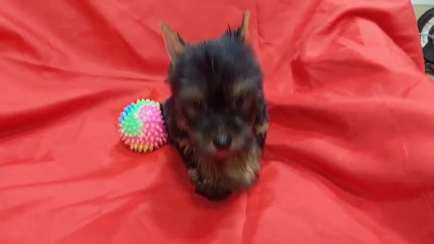 Yorkshire Terrier perros en venta: YORKSHIRES TOYS MACHOS EXCLUSIVOS - Video 1