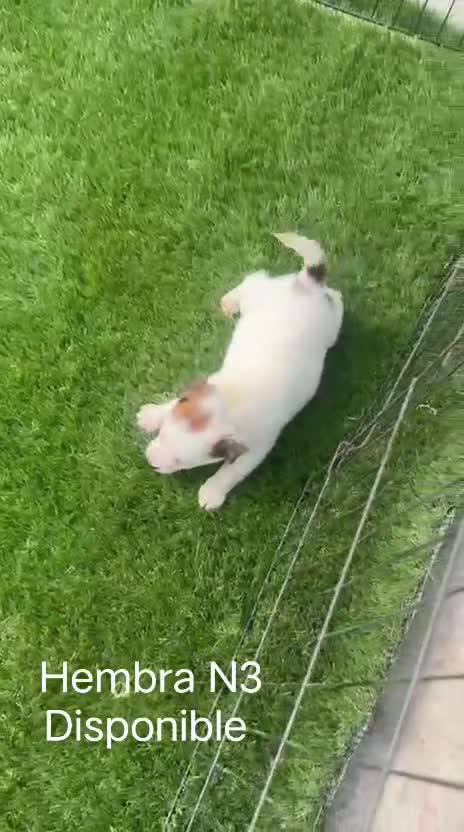 Jack Russell Terrier perros en venta: Jack Russell de pelo corto y patitas corta bicolor - Video 4