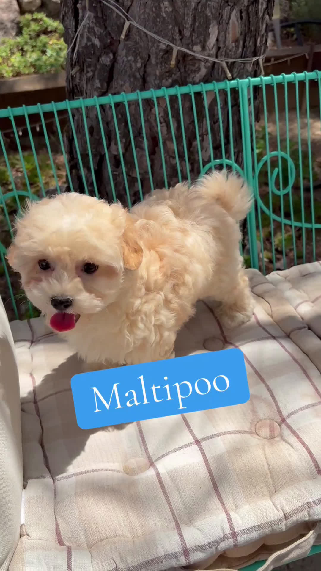 Maltipoo perros en venta: Maltipoo - Video 1