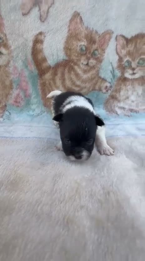 Pomerania perros en venta: Pomerania - Video 2