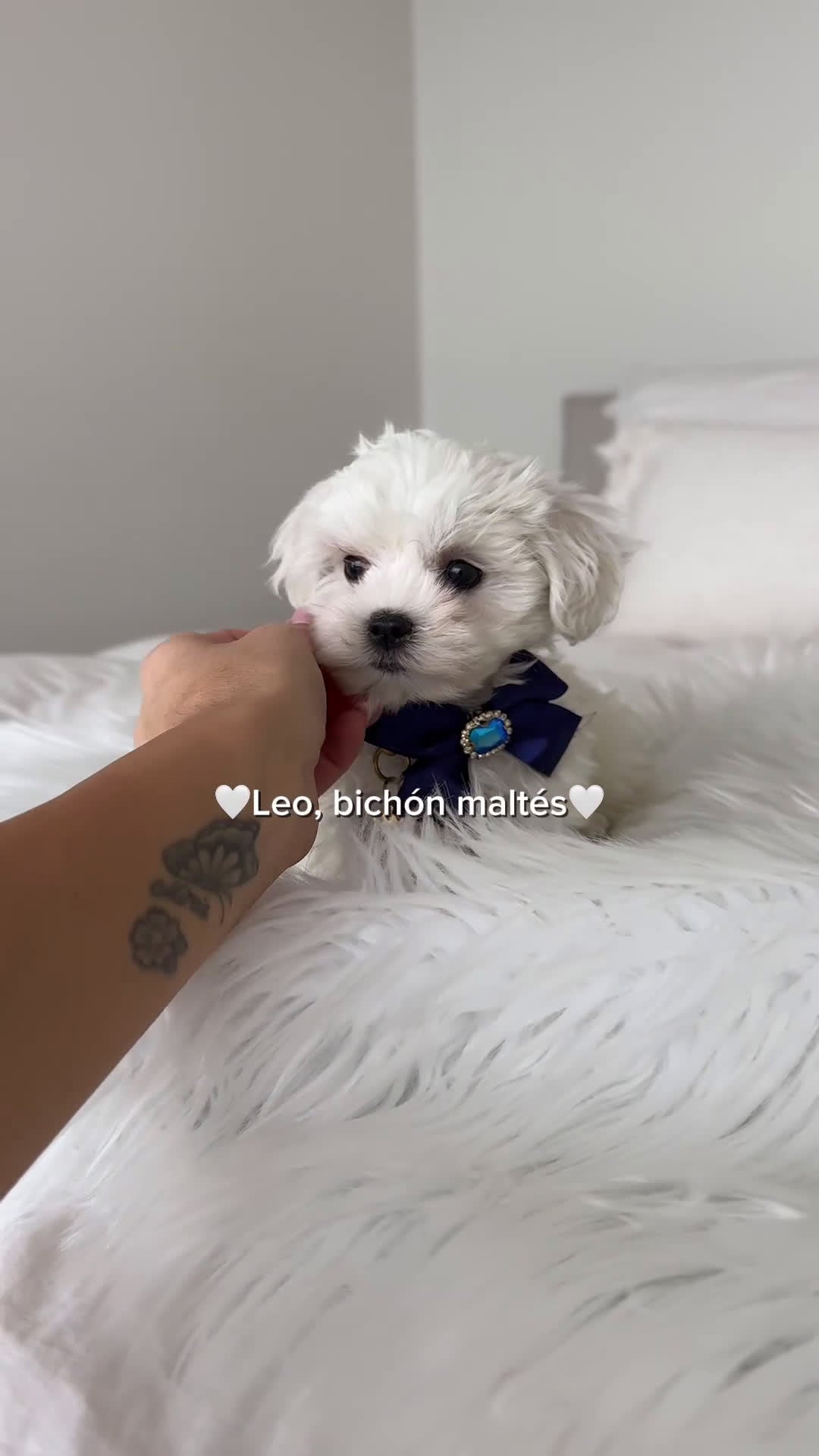 Bichón Maltés perros en venta: Bichon maltés macho - Video 1