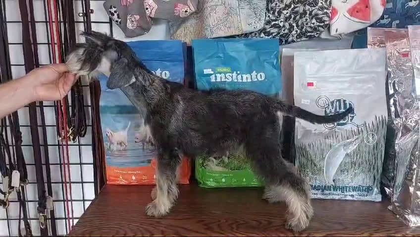 Schnauzer Miniatura perros en venta: Caraby Schnahuzer miniatura  en Alicante - Video 1