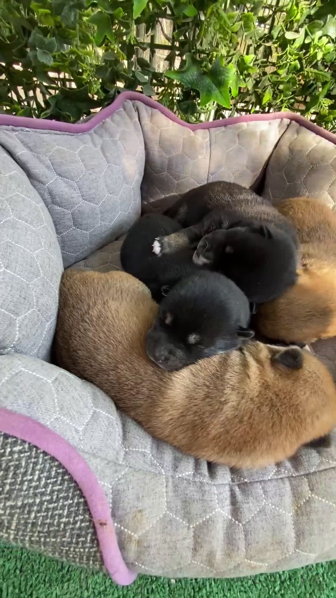 Shiba Inu perros en venta: Shibas Inu black 🖤🐾 - Video 1