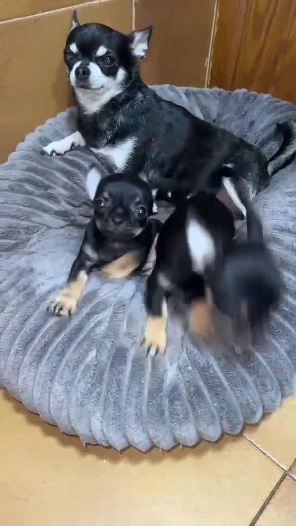 Chihuahua perros en venta: Chihuahuas toy disponible 🐶🐾 en Córdoba - Video 1