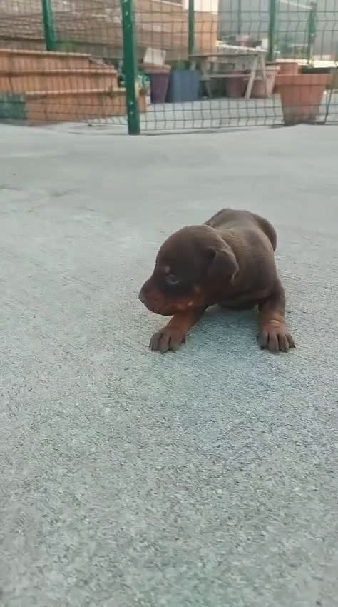 Dobermann perros en venta: Doberman  en Sevilla - Video 4