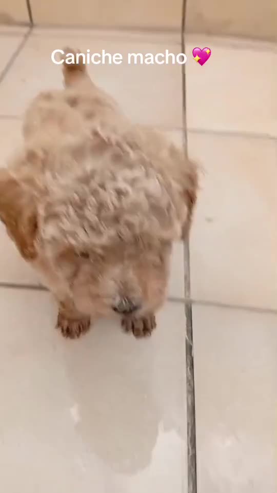 Caniche Toy perros en venta: Caniche toy macho  - Video 1