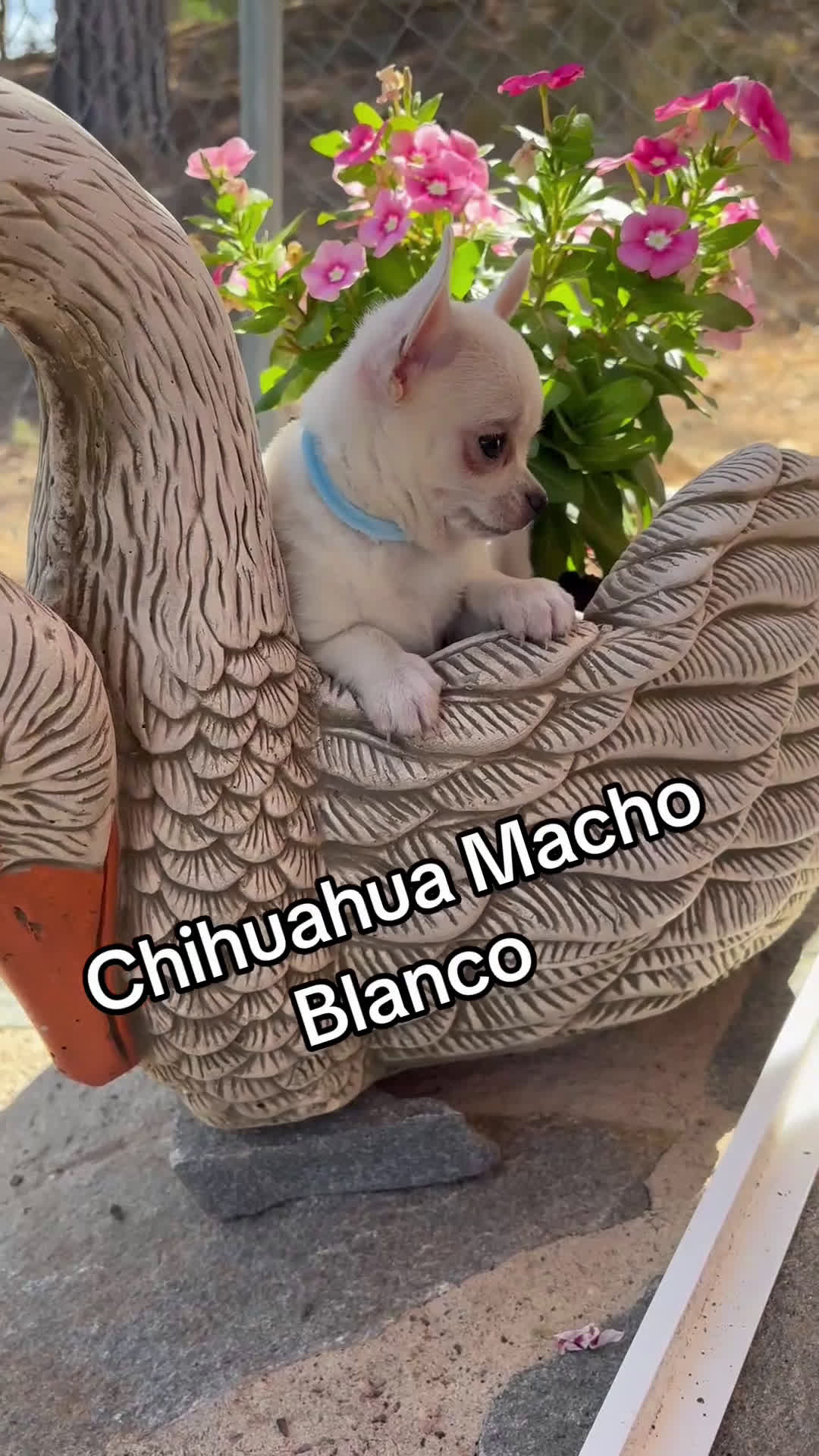 Chihuahua perros en venta: Chihuahua Blanco Macho cabeza manzana !!! - Video 1