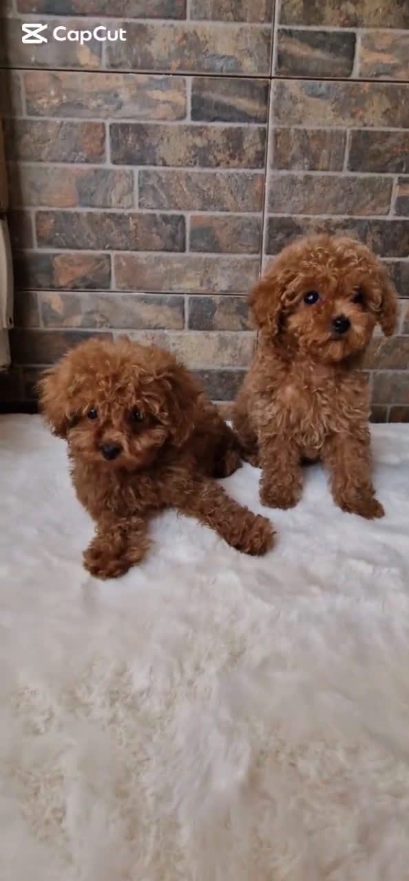 Caniche Toy perros en venta: MACHOS CANICHE ASIATICO 50% TEA CUP/TOY - Video 1
