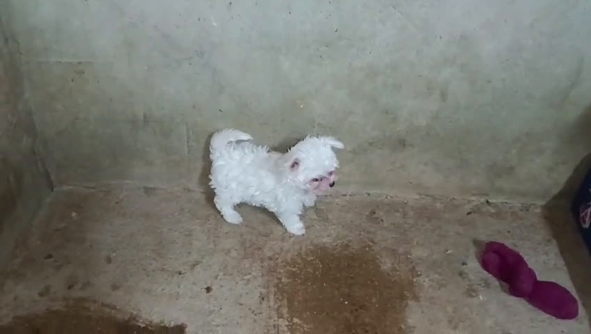 Bichón Maltés perros en venta: PRECIOSAS HEMBRITAS CHIQUITINAS DE BICHÓN MALTÉS - Video 1