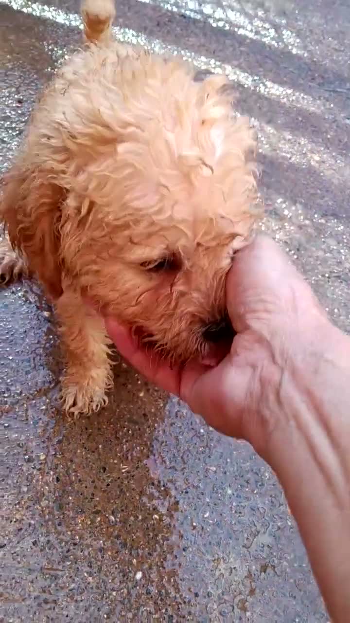 Labradoodle perros en venta: Preciosos cachorros labradoodle - Video 1