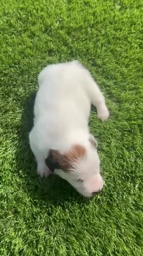 Jack Russell Terrier perros en venta: Jack Russell bebes espectaculares patitas cortas  - Video 1