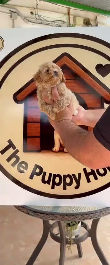 Maltipoo perros en venta: Maltipoo - Video 4