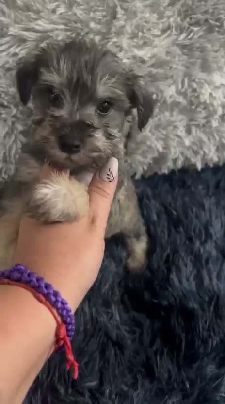 Schnauzer Miniatura perros en venta: SCHNAUZER MINI SAL PIMIENTA - Video 1