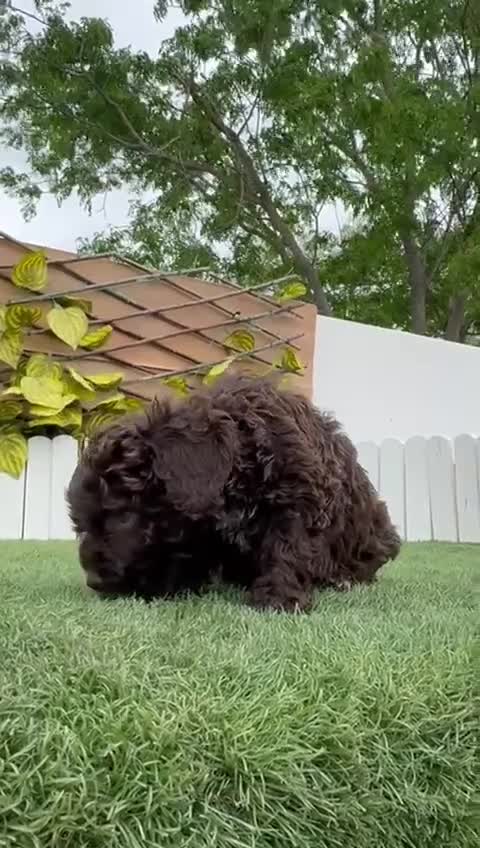 Perro de Agua Español perros en venta: PERRO DE AGUA HEMBRA - Video 1