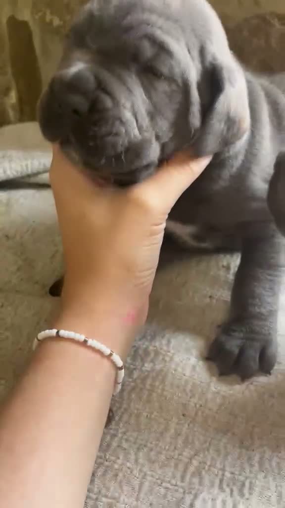 Cane Corso perros en venta: CANE CORSO BLUES Y NEGROS  - Video 1