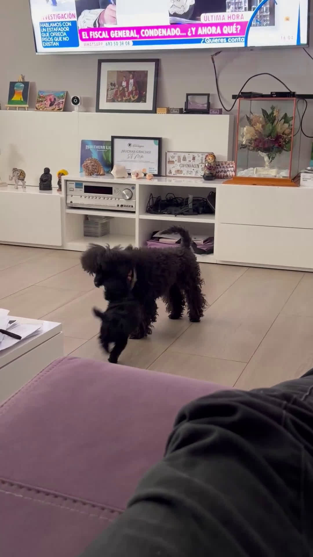 Caniche Toy perros en venta: Caniche Toy Hembra - Video 1