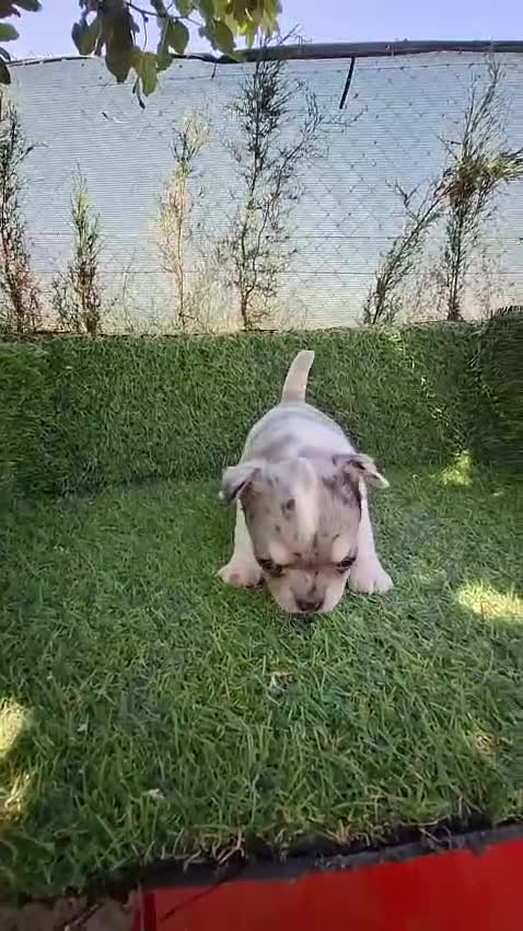 Chihuahua perros en venta: CHIHUAHUAS - Video 2