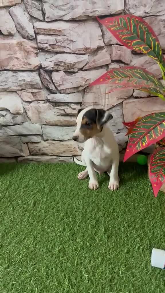 Jack Russell Terrier perros en venta: JACK RUSSELL MINI - Video 4