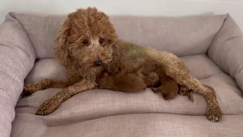 Caniche Toy perros en venta: CANICHE TOY  - Video 2