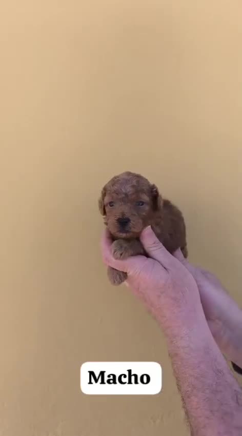 Caniche Toy perros en venta: Machos y hembras de caniche toy rojo y apricot - Video 1