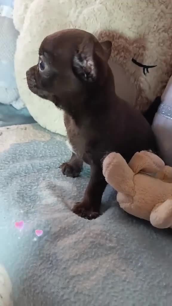 Chihuahua perros en venta: Hembra chocolate chihuahua toy - Video 1