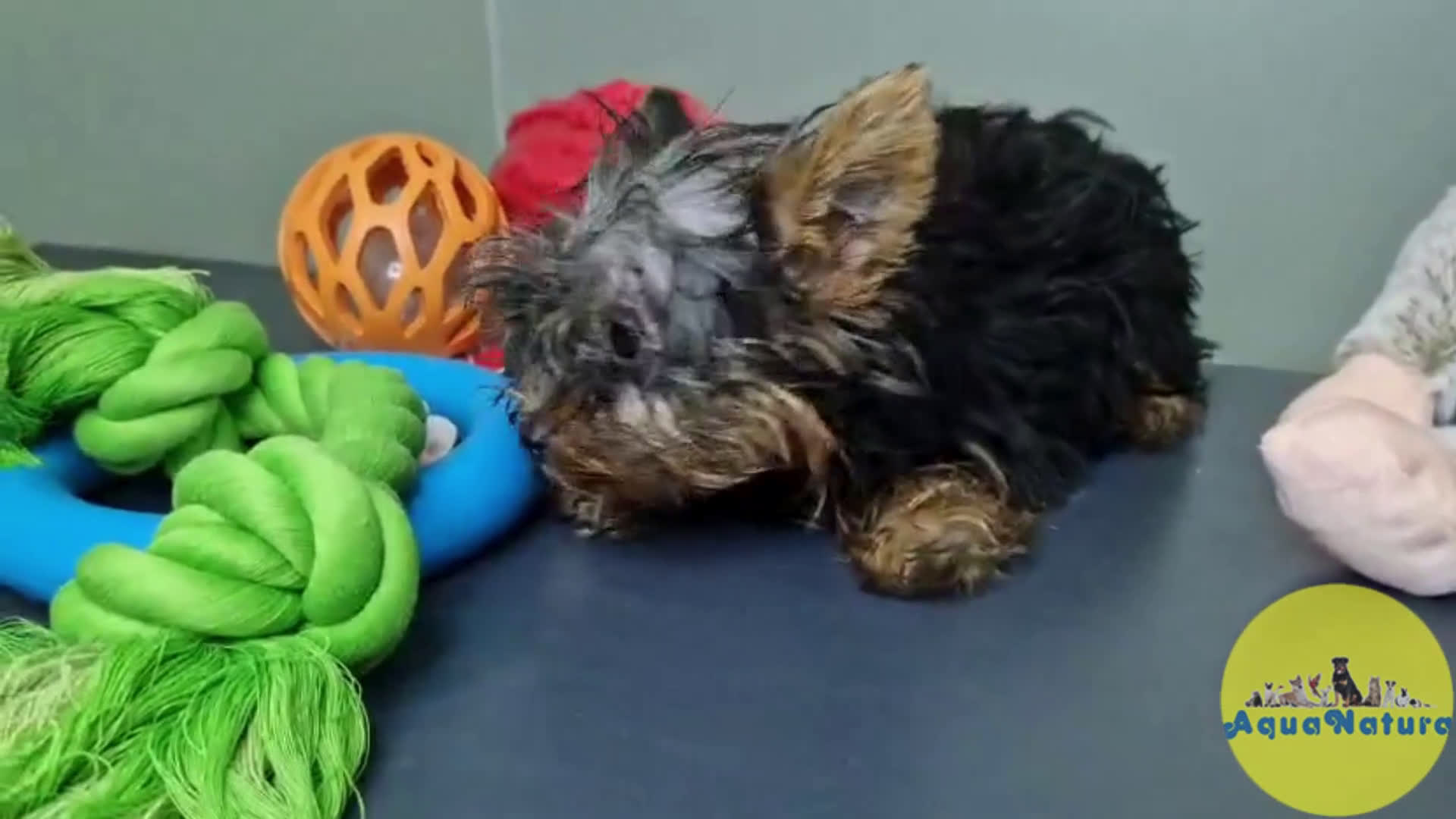 Yorkshire Terrier perros en venta: Yorkshire Macho CJMM 2435 AQUANATURA - Video 1
