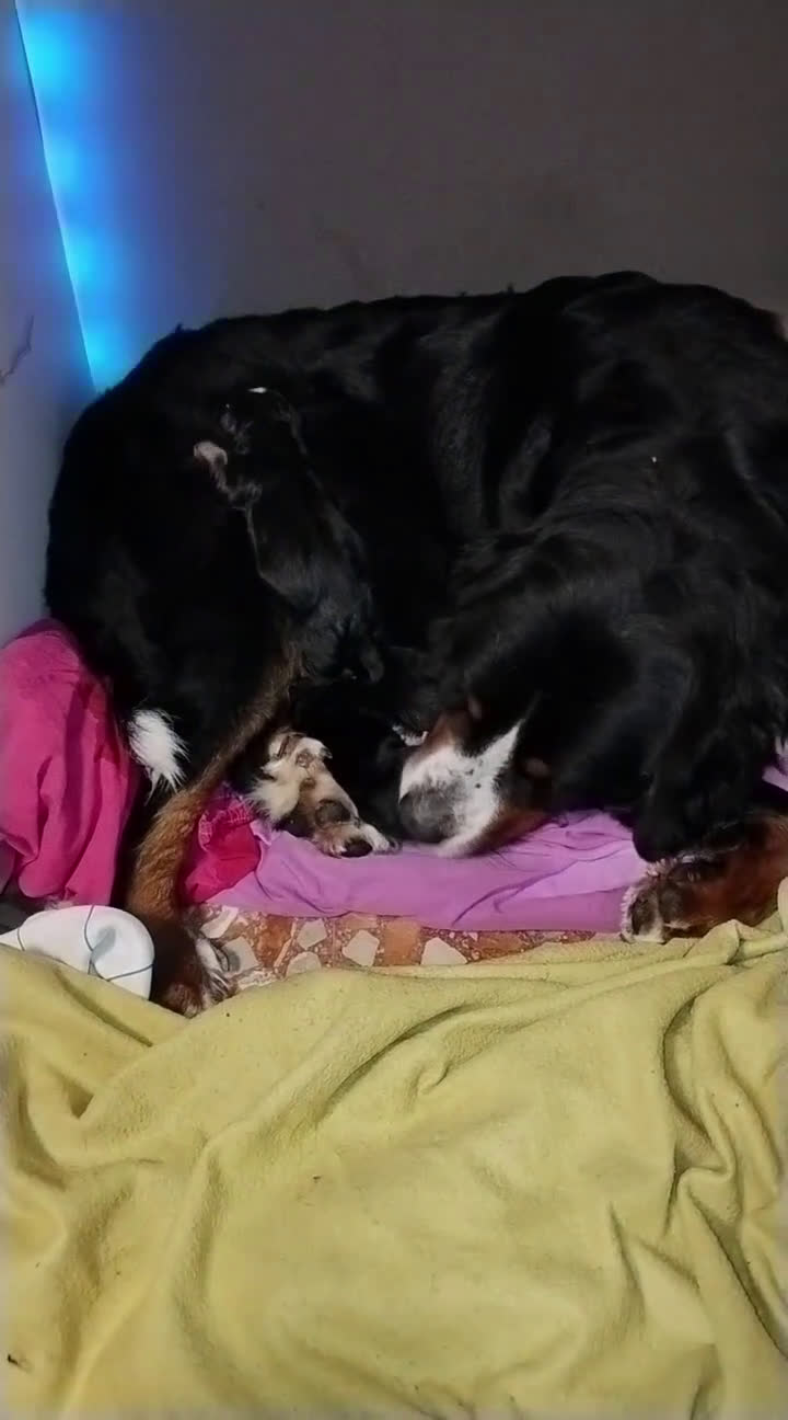 Boyero de Berna perros en venta: Boyero de Berna varias camadas  - Video 1