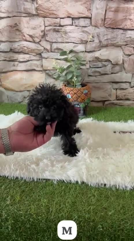 Caniche Toy perros en venta: CANICHE MINI TOY NEGRO NOCHE - Video 1