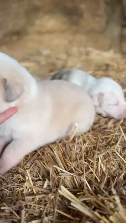 Mastín Español perros en venta: MASTIN ESPAÑOL - Video 1