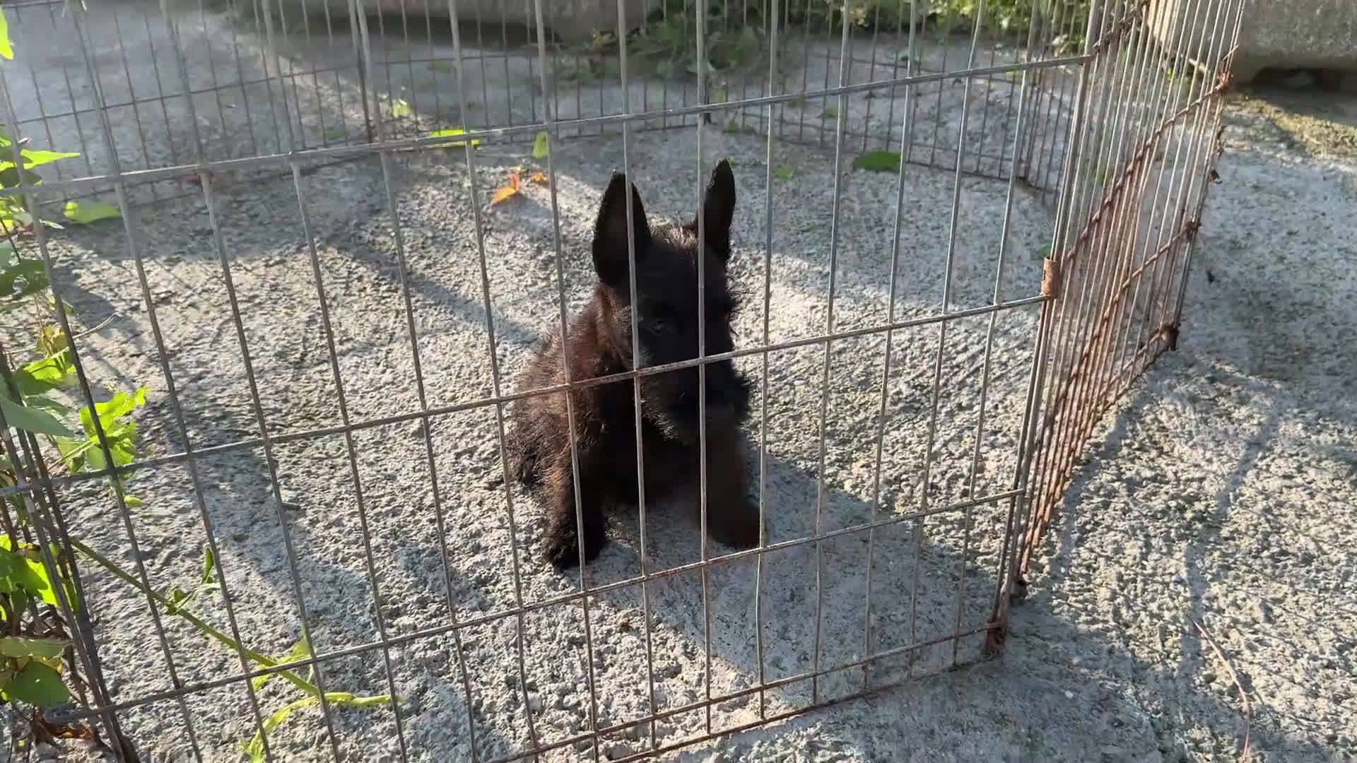 Scottish Terrier perros en venta: Scottish Terrier  - Video 1