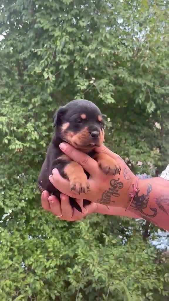 Rottweiler perros en venta: Rottwuiler  - Video 1