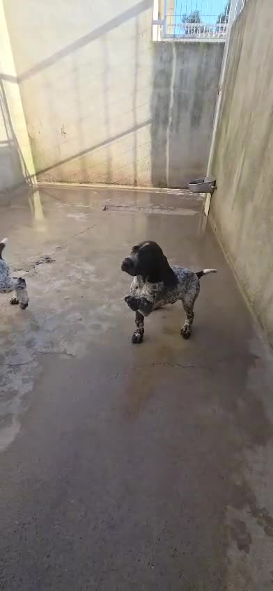 Braco Alemán de Pelo Corto perros en venta: Camada Braco Alemán  - Video 1