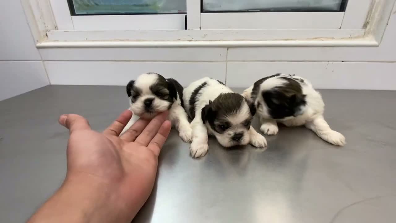Shih Tzu perros en venta: Cachorros Shih tzu 650€ ¡PRECIO REAL! - Video 1