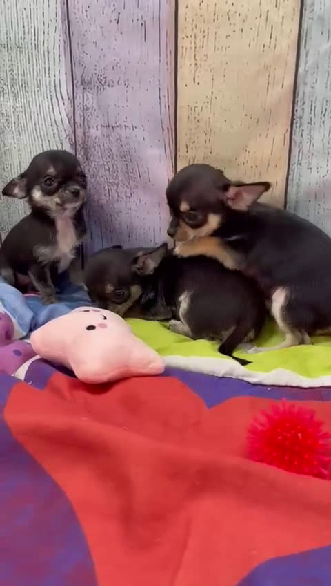 Chihuahua perros en venta: Chihuahuas toy !! - Video 2