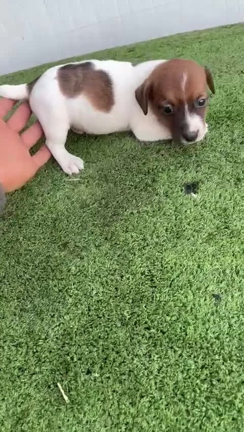 Jack Russell Terrier perros en venta: Jack Russell  - Video 4