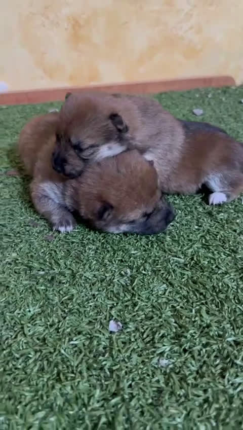 Shiba Inu perros en venta: Shiba Inu  - Video 1