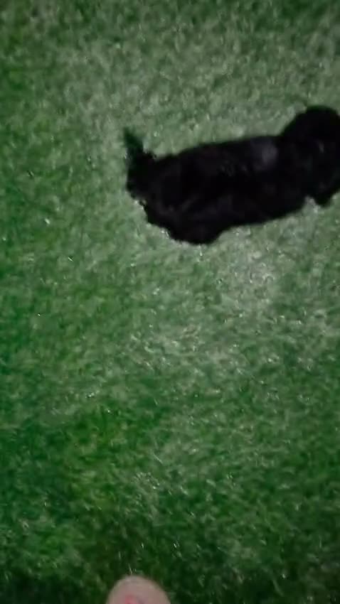 Caniche Toy perros en venta: Caniche hembra toy  - Video 2