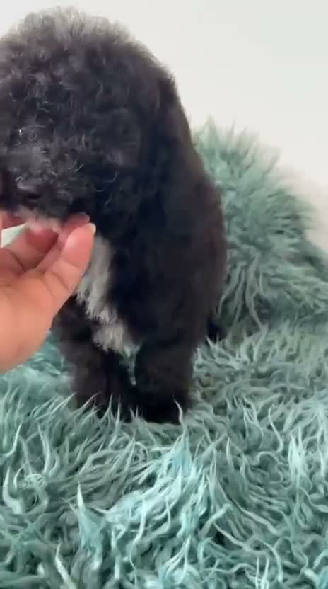 Caniche Toy perros en venta: Caniche hembra toy - Video 1