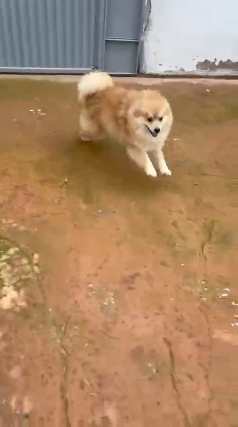 Pomerania perros en venta: Último pomerania  - Video 1