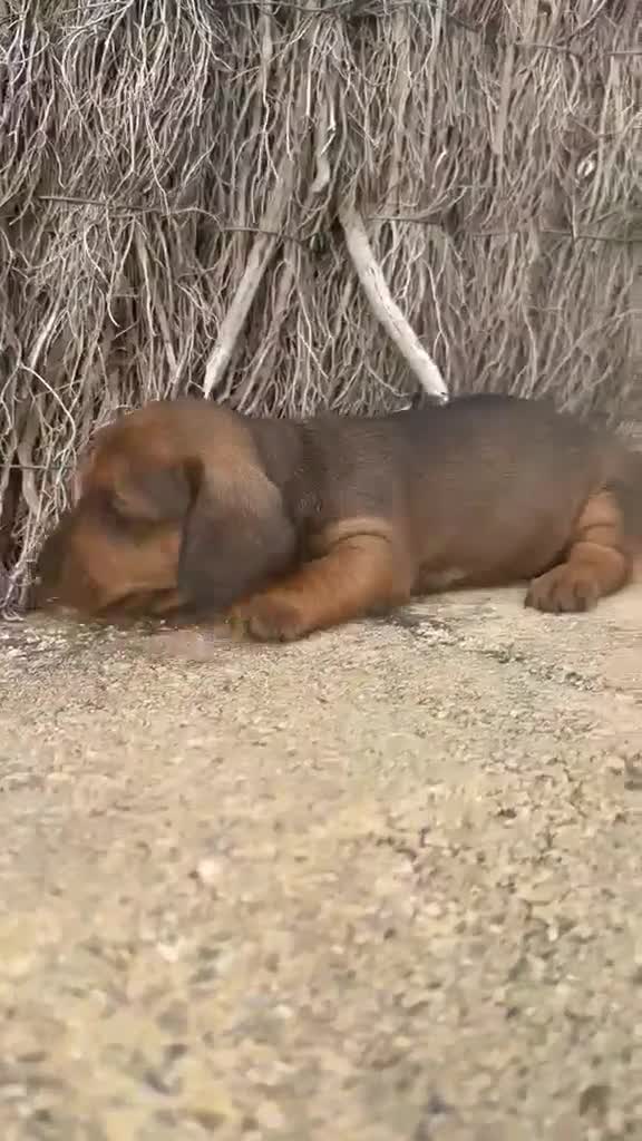 Teckel perros en venta: TECKEL ARLEQUIN - Video 1