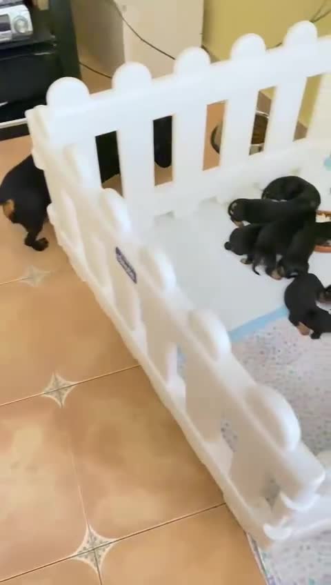 Teckel perros en venta: Negro fuego  - Video 1