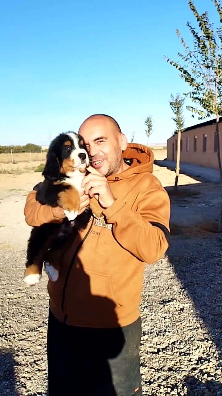 Boyero de Berna perros en venta: Boyero de berna  - Video 2